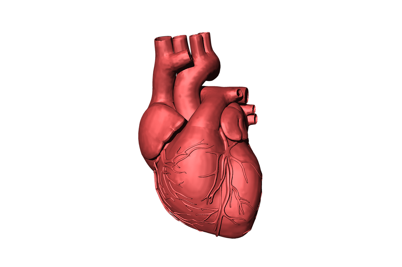 Srdce (Zdroj: https://pixabay.com/en/heart-blood-organ-human-beat-life-1765298/)